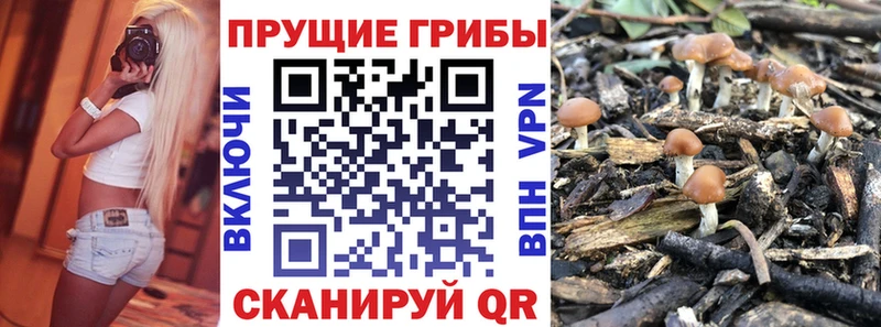 купить  цена  маркетплейс официальный сайт  Псилоцибиновые грибы Cubensis  Хилок  MEGA вход 